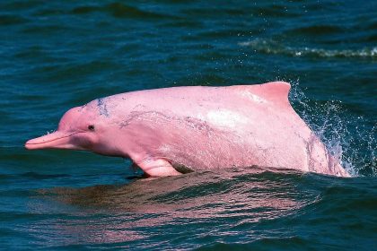 Dauphin rose bondissant au large de Khanom, dans la province de Nakhon Si Thammarat