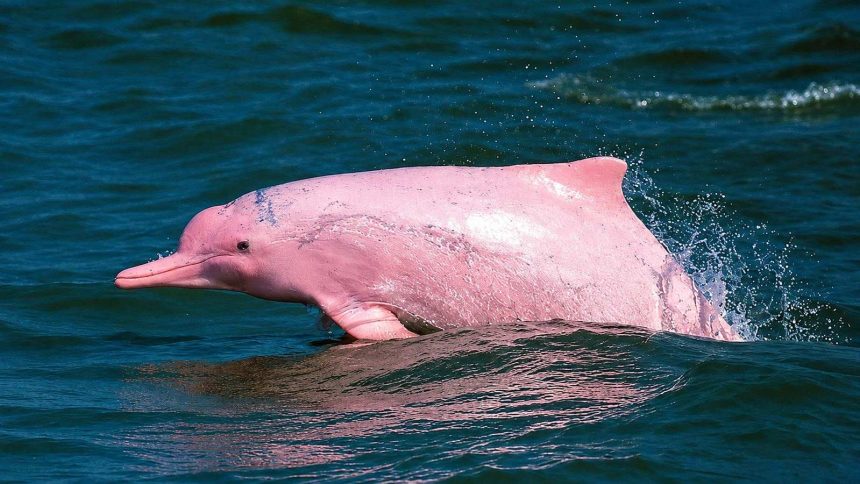 Dauphin rose bondissant au large de Khanom, dans la province de Nakhon Si Thammarat