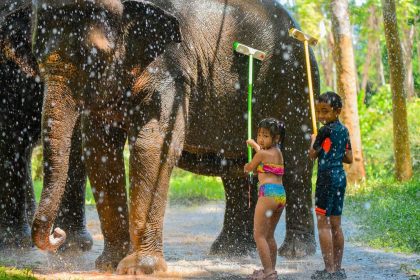 La douche des éléphants dans un sanctuaire de Phuket, l'activité qui a remplacé les zoos