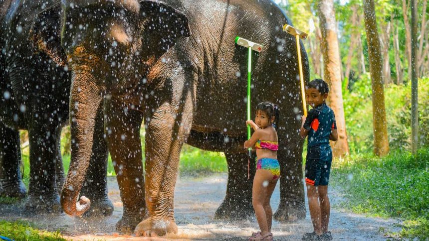 La douche des éléphants dans un sanctuaire de Phuket, l'activité qui a remplacé les zoos