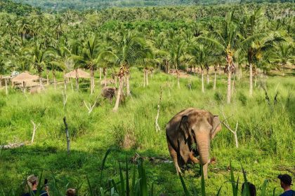 Éléphant dans une palmeraie de Thaïlande, l'animal des batailles royales siamoises