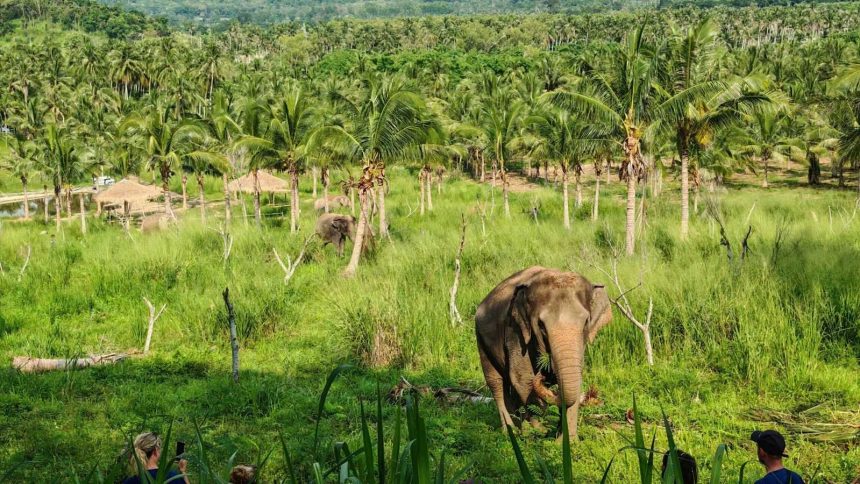 Éléphant dans une palmeraie de Thaïlande, l'animal des batailles royales siamoises