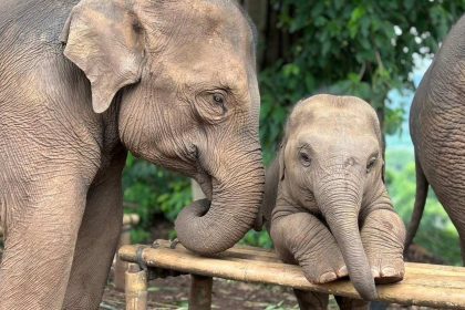 Éléphants dans un refuge thaïlandais