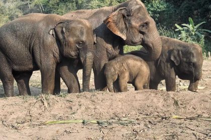 Éléphants dans un sanctuaire de la région de Chiang Mai