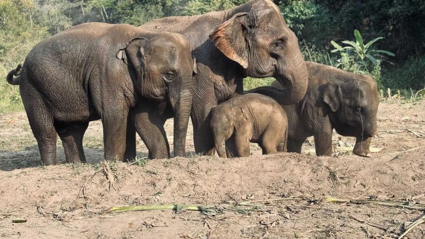 Éléphants dans un sanctuaire de la région de Chiang Mai