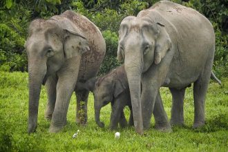 Éléphants sauvages du parc national de Kui Buri, dans l'arrière-pays de Hua Hin