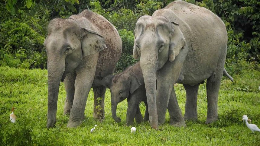 Éléphants sauvages du parc national de Kui Buri, dans l'arrière-pays de Hua Hin