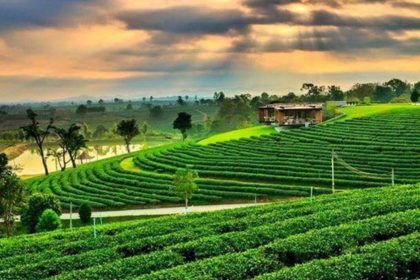 Les plantations de thé de la province de Chiang Rai, autour de Chiang Saen