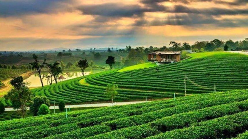 Les plantations de thé de la province de Chiang Rai, autour de Chiang Saen