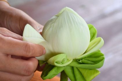 Pliage traditionnel des pétales de lotus, un art du geste cousin de la sculpture sur fruits