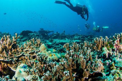 Plongeurs au-dessus des coraux en mer d'Andaman