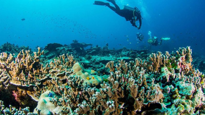 Plongeurs au-dessus des coraux en mer d'Andaman