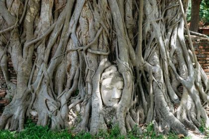 La tête de Bouddha enserrée dans les racines du Wat Mahathat, à Ayutthaya