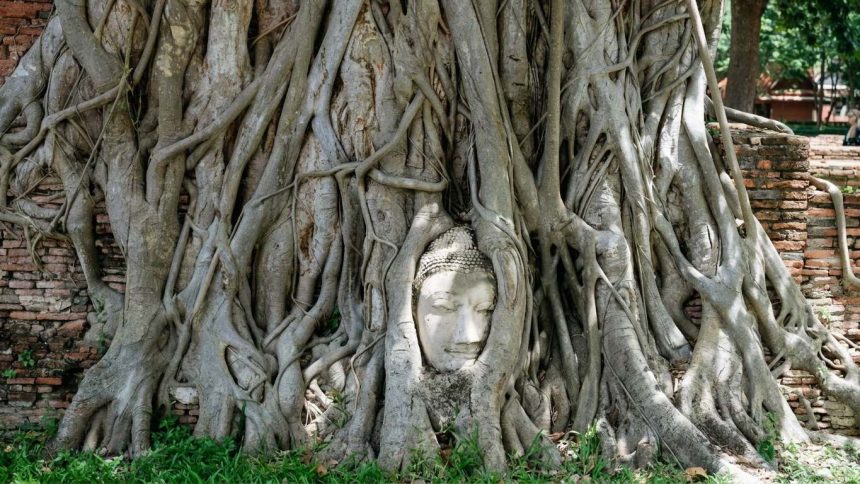 La tête de Bouddha enserrée dans les racines du Wat Mahathat, à Ayutthaya